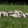 Se suivre comme des moutons... pas si b&ecirc;te !