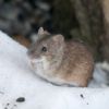 Des hormones, des neurones et des souris