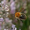 La complexit&eacute; des vols des abeilles