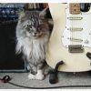 Les chats pr&eacute;f&egrave;rent la musique de chat