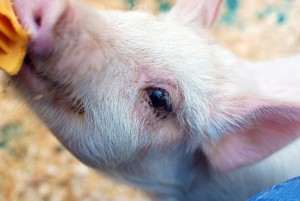 cochon-used-miroir
