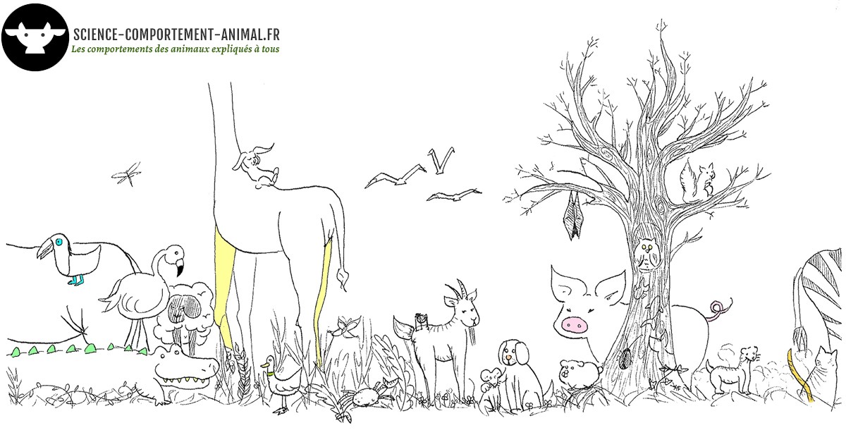 Science Comportement Animal