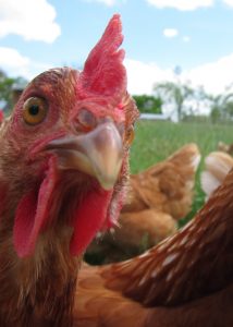 portrait poule