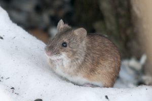 Des hormones, des neurones et des souris