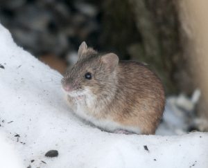 Des hormones, des neurones et des souris